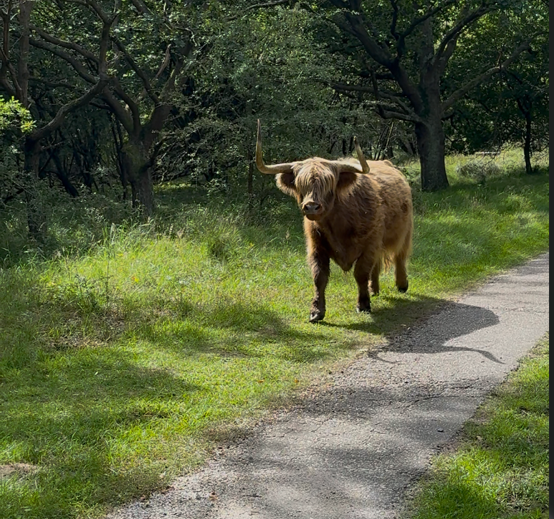 Van beest tot balm: hoe tallow wordt gewonnen en waarom kwaliteit alles bepaalt